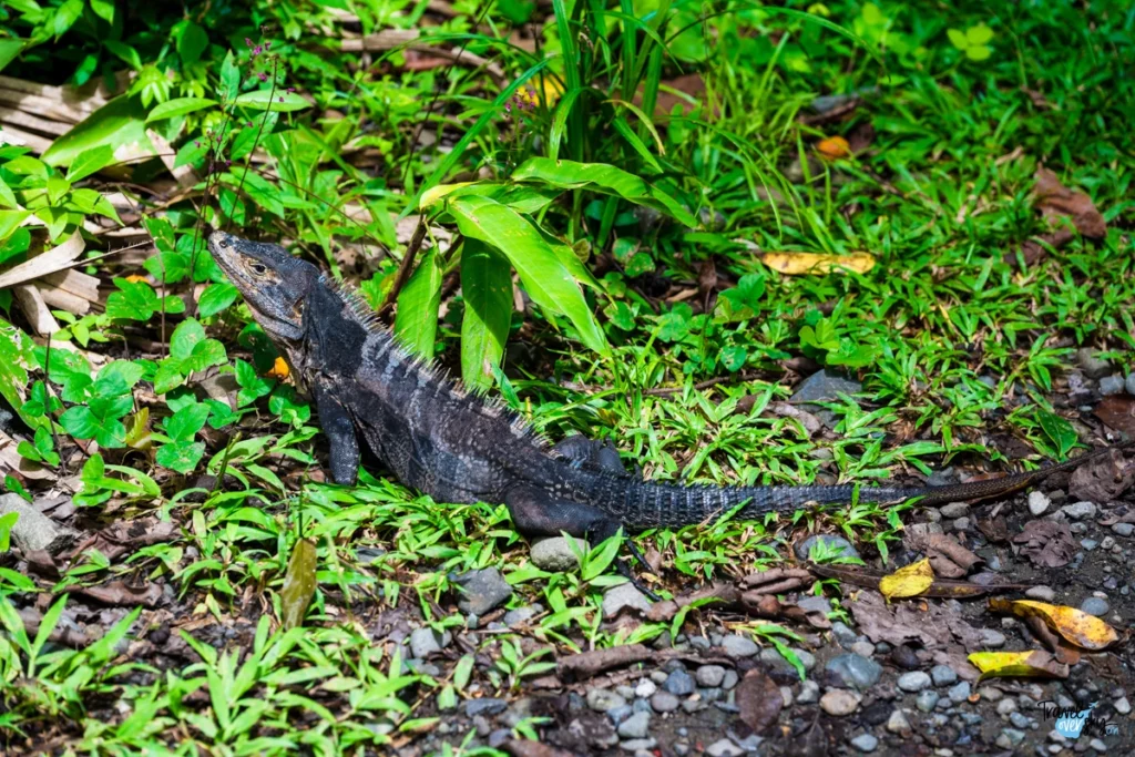 ctenosaura-similis-black-spiny-tailec-iguana-costa-rica