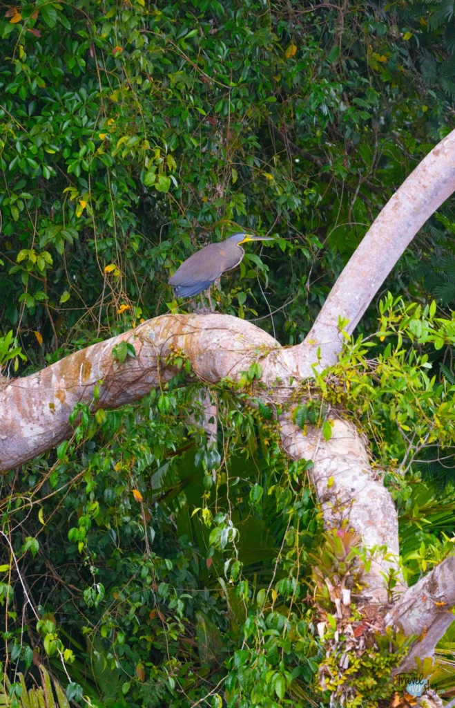 bare-throated-tiger-heron-tortuguero-costa-rica