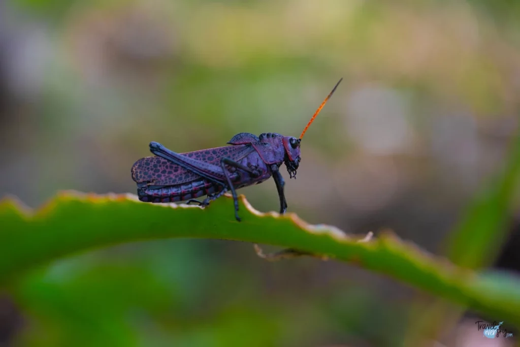 grasshopper-costa-rica
